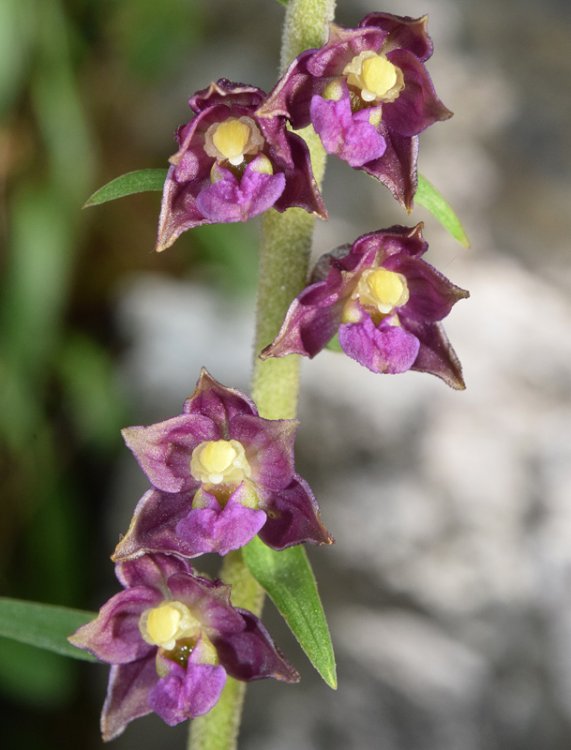 Epipactis atrorubens (Hoffm.) Besser 1809. 2.jpg