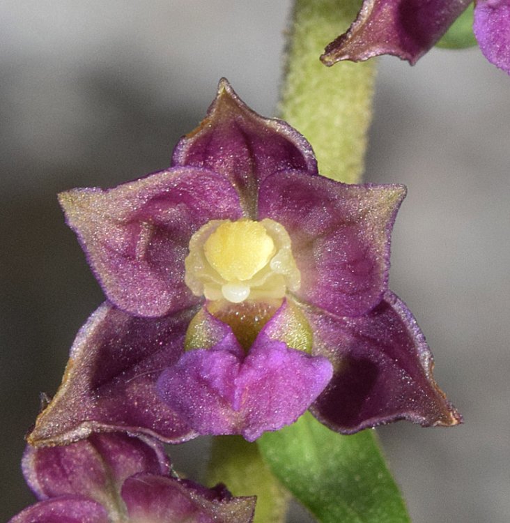 Epipactis atrorubens (Hoffm.) Besser 1809. 4.jpg