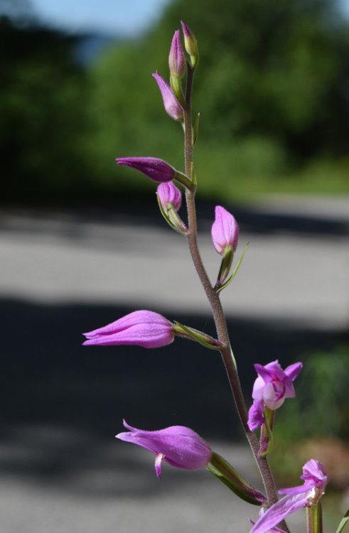 Cephalanthera rubra (L.) Rich. 1817. 2.jpg