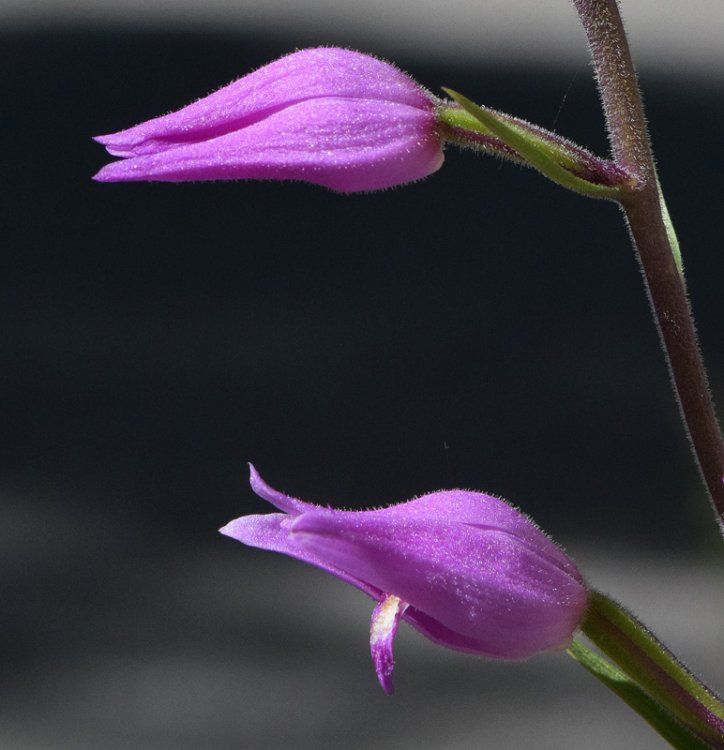 Cephalanthera rubra (L.) Rich. 1817. 3.jpg