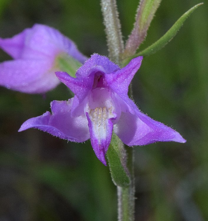 Cephalanthera rubra (L.) Rich. 1817. 4.jpg