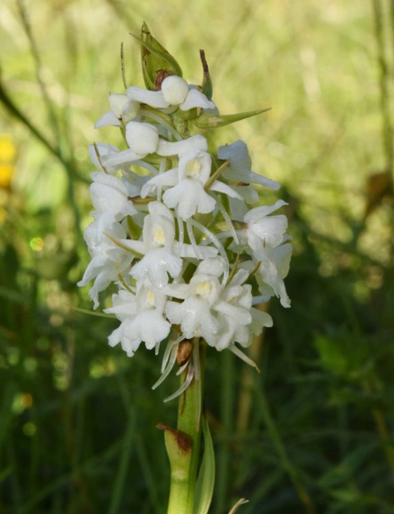 Gymnadenia conopsea var. albiflora (L.) R Br.in W.T. Aiton 1813. 1.jpg