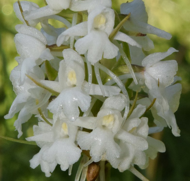 Gymnadenia conopsea var. albiflora (L.) R Br.in W.T. Aiton 1813. 2.jpg