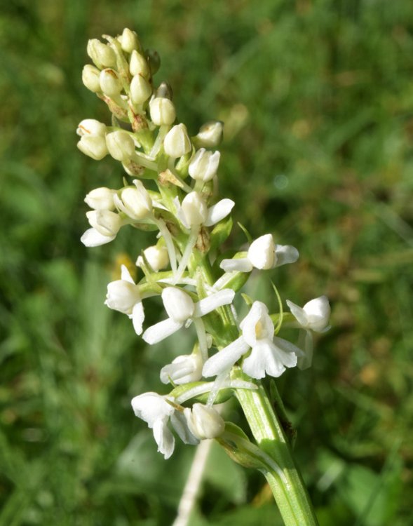 Gymnadenia conopsea var. albiflora (L.) R Br.in W.T. Aiton 1813. 3.jpg