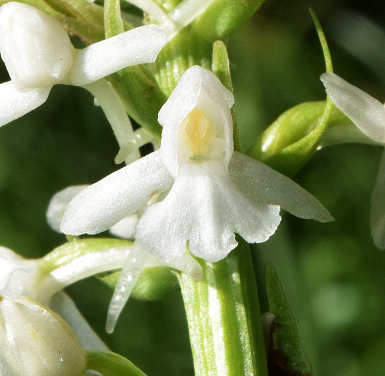 Gymnadenia conopsea var. albiflora (L.) R Br.in W.T. Aiton 1813. 4.jpg