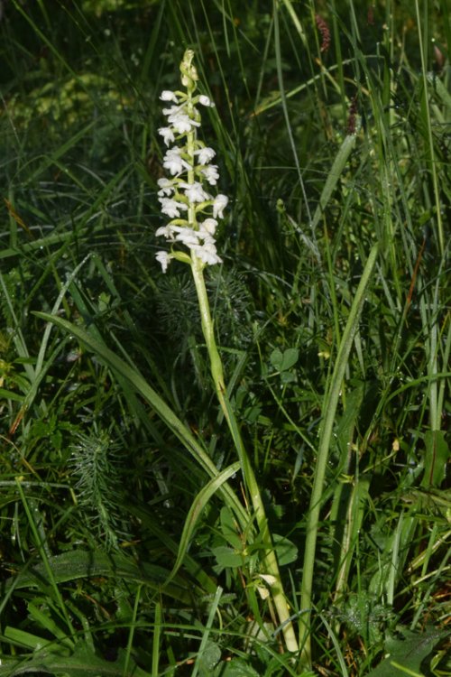 Gymnadenia conopsea var. albiflora (L.) R Br.in W.T. Aiton 1813. 5.jpg