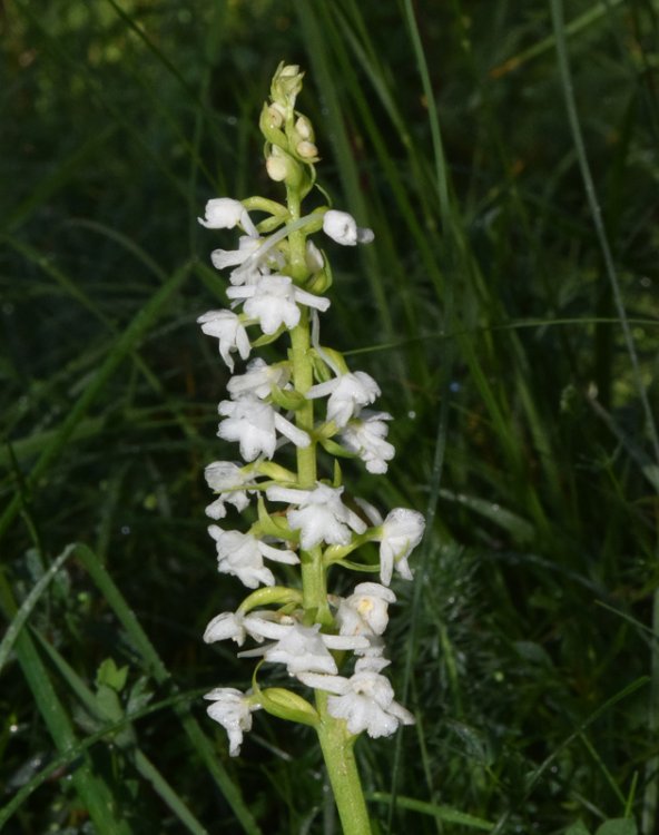 Gymnadenia conopsea var. albiflora (L.) R Br.in W.T. Aiton 1813. 6.jpg