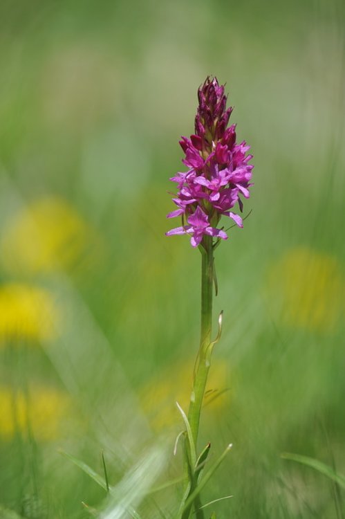 ×Gymnigritella_suaveolens.jpg