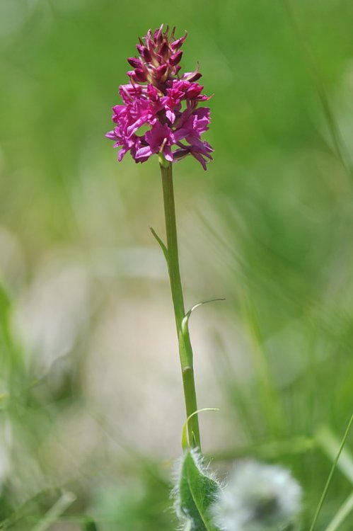 ×Gymnigritella_suaveolens1.jpg