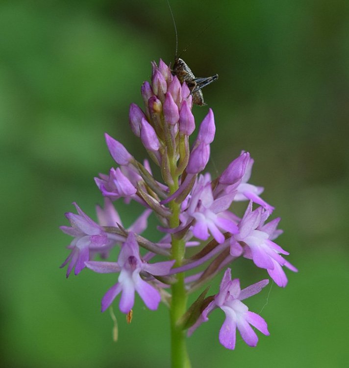 Anacamptis pyramidalis (L.) Rich. 1817. 3.jpg