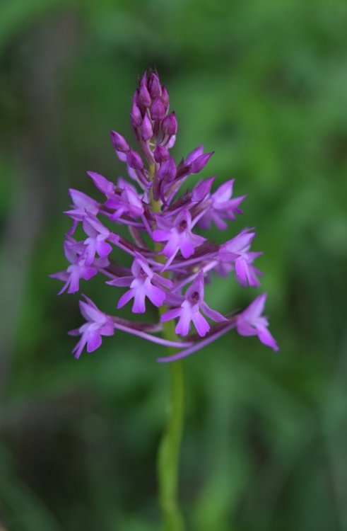 Anacamptis pyramidalis (L.) Rich. 1817. 2.jpg