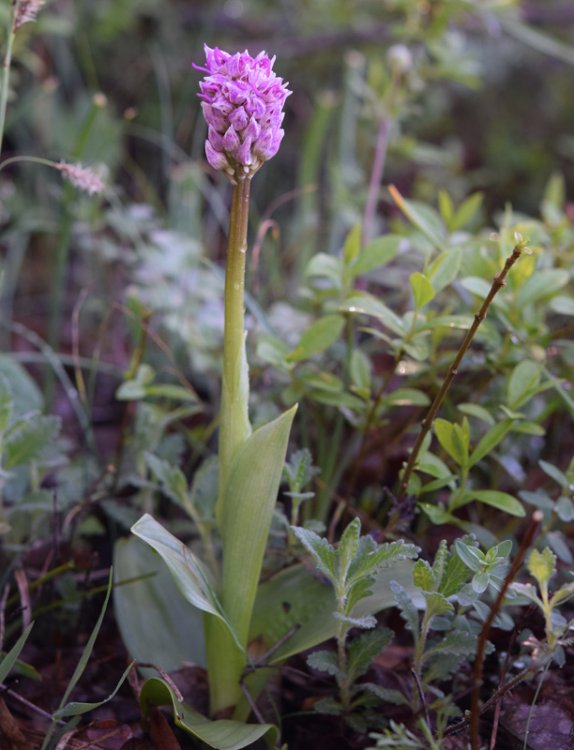 Orchis simia Lam. 1779-1.jpg