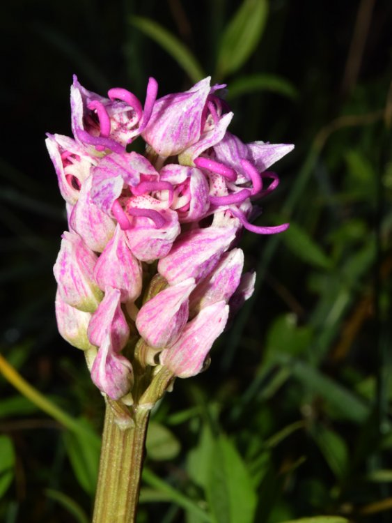 Orchis simia Lam. 1779-2.jpg