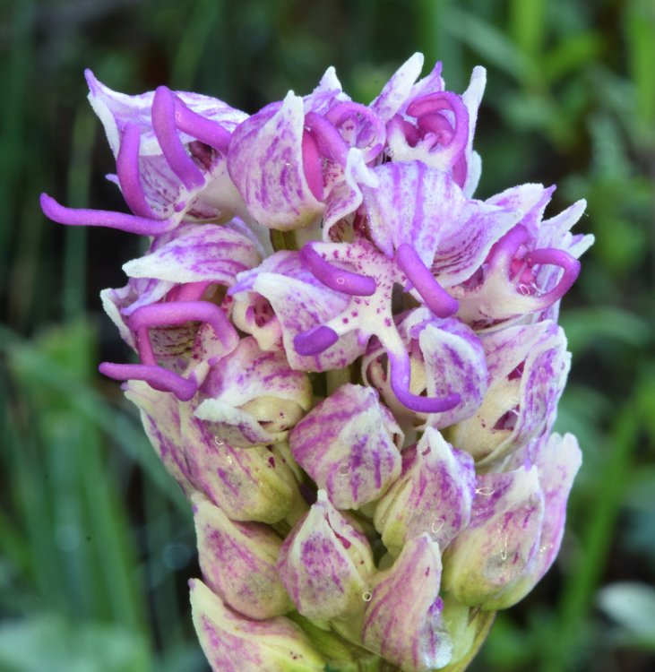 Orchis simia Lam. 1779-3.jpg