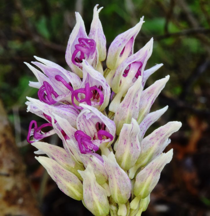 Orchis simia Lam. 1779-4.jpg