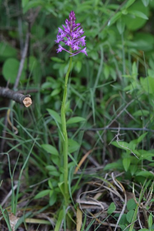 Anacamptis pyramidalis (L.) Rich. 1817. 1.jpg