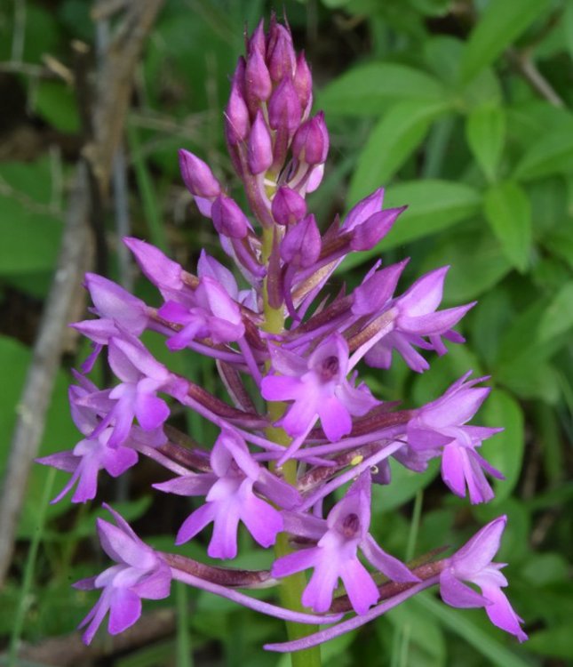 Anacamptis pyramidalis (L.) Rich. 1817. 4.jpg