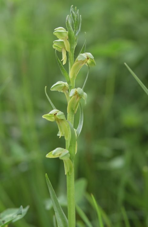 Coeloglossum viride (L.) Hartm. 1820. 1.jpg