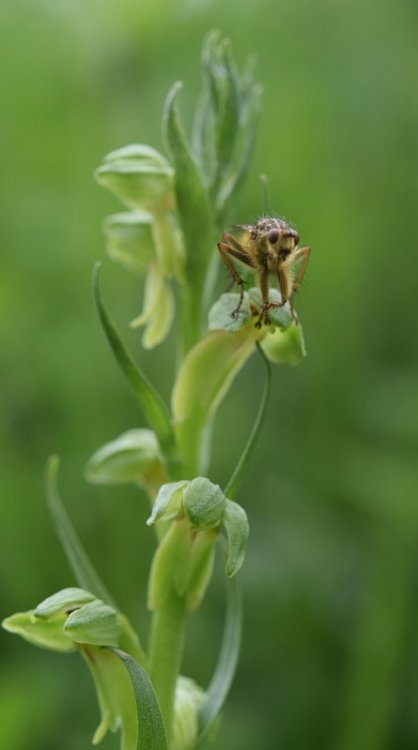 Coeloglossum viride (L.) Hartm. 1820. 2.jpg