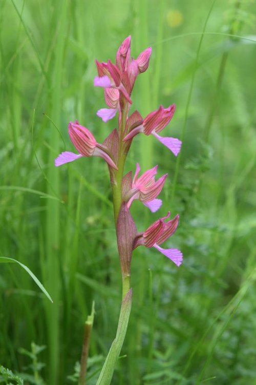 Anacamptis papilionacea (L.) R.M. Bateman, Pridgeon & M.W. Chase 1997. 3.jpg