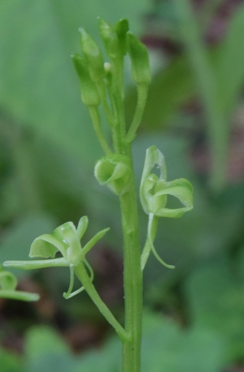 Liparis kumokiri F. Maek. subsp. nemoralis. (Perazza,Decarli,Filippin, Bruna & Regattin) Perazza & Tsutsumi 2015. 7.jpg