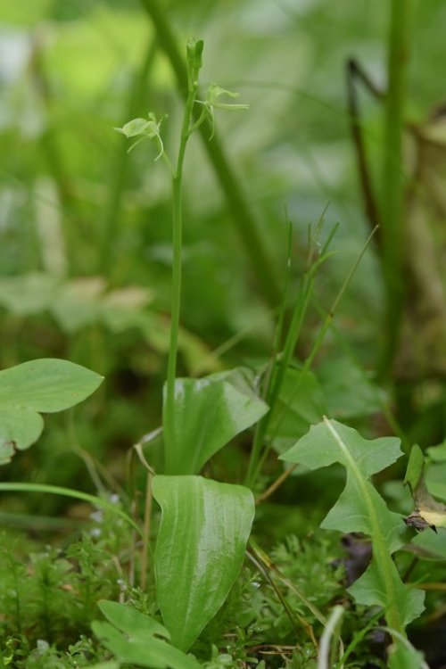 Liparis kumokiri F. Maek. subsp. nemoralis. (Perazza,Decarli,Filippin, Bruna & Regattin) Perazza & Tsutsumi 2015. 1.jpg