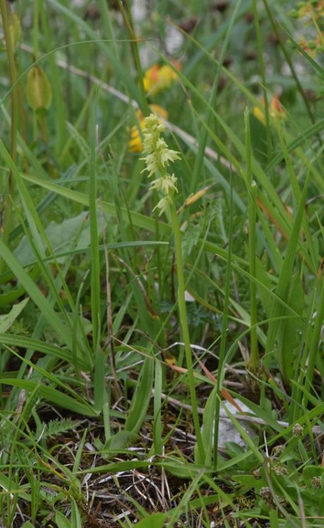 Herminium monorchis (L.) R. Br. in Aiton 1813. 1.jpg