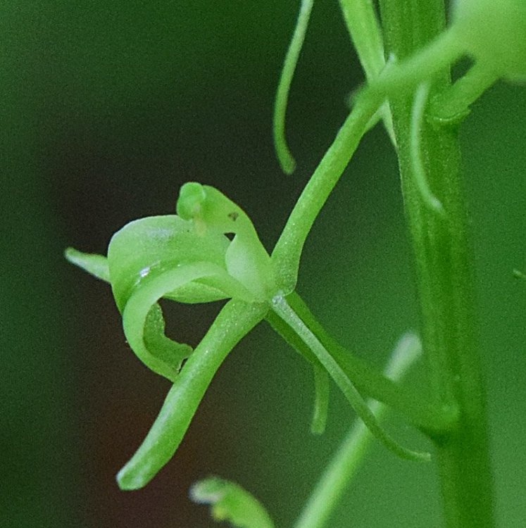 Liparis kumokiri F. Maek. subsp. nemoralis. (Perazza,Decarli,Filippin, Bruna & Regattin) Perazza & Tsutsumi 2015. 6.jpg