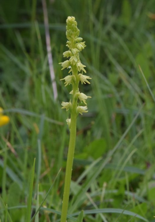 Herminium monorchis (L.) R. Br. in Aiton 1813. 2.jpg