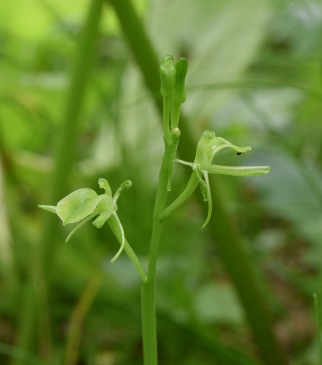 Liparis kumokiri F. Maek. subsp. nemoralis. (Perazza,Decarli,Filippin, Bruna & Regattin) Perazza & Tsutsumi 2015. 2.jpg