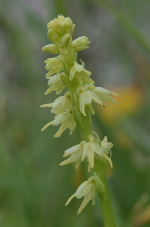 Herminium monorchis (L.) R. Br. in Aiton 1813. 3.jpg