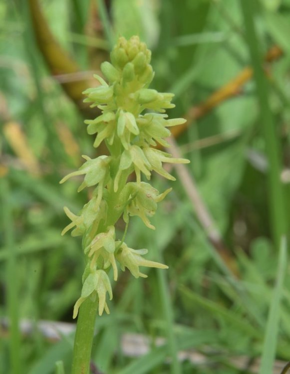 Herminium monorchis (L.) R. Br. in Aiton 1813. 5.jpg