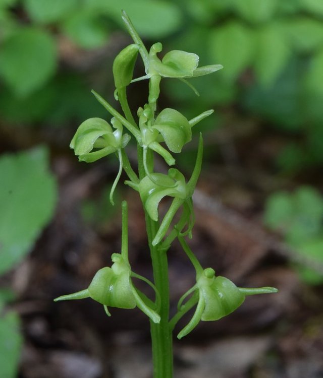 Liparis kumokiri F. Maek. subsp. nemoralis. (Perazza,Decarli,Filippin, Bruna & Regattin) Perazza & Tsutsumi 2015. 5.jpg