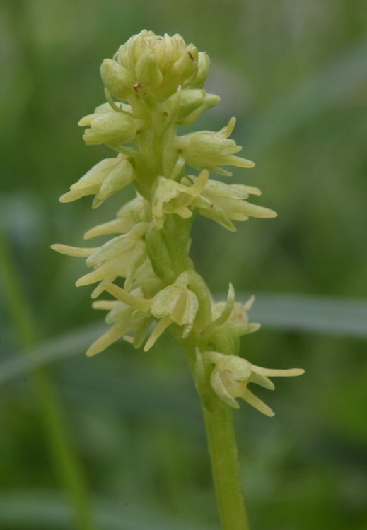 Herminium monorchis (L.) R. Br. in Aiton 1813. 4.jpg