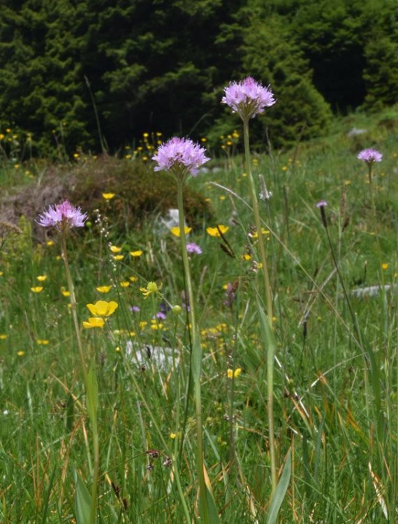 Traunsteinera globosa (L.) Richb. 1842. 1.jpg