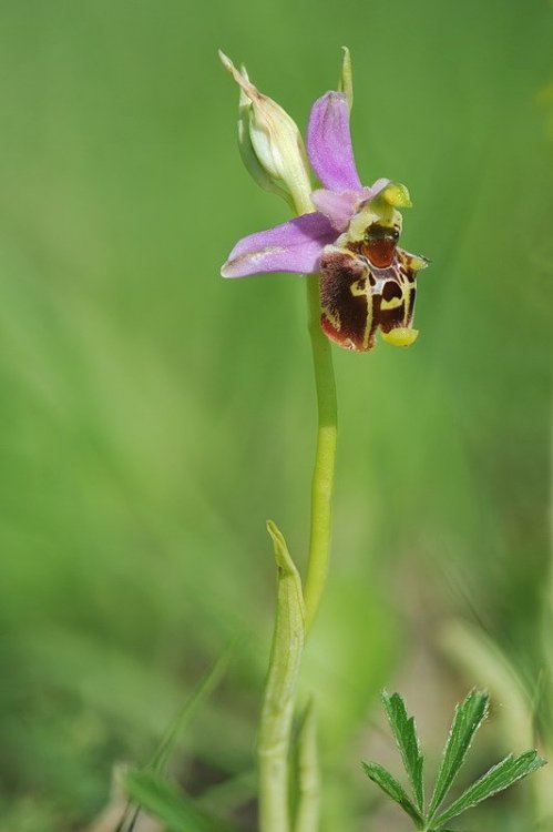 Ophrys_holosericea-r.jpg