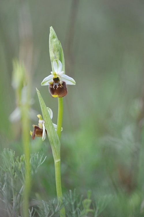 Ophrys_holosericea.jpg