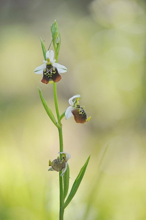 Ophrys_holosericea1.jpg
