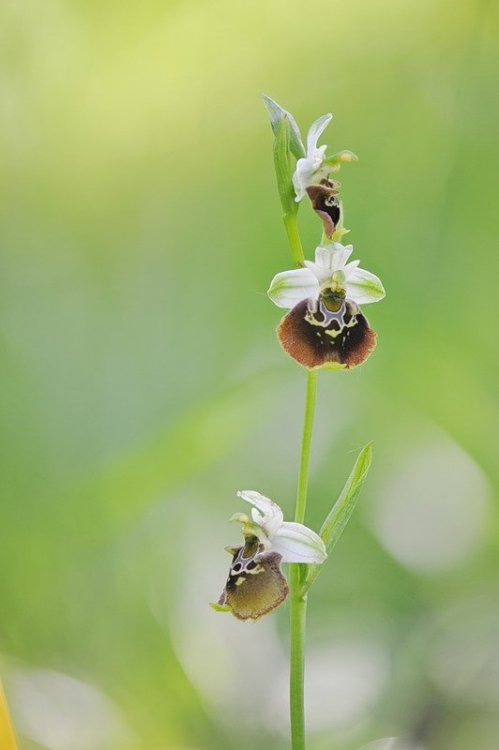 Ophrys_holosericea2.jpg
