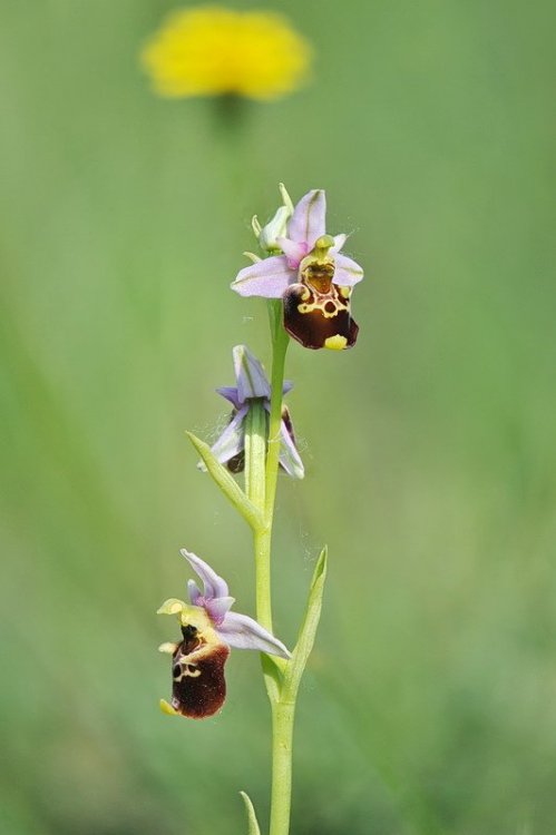 Ophrys_holosericea3.jpg