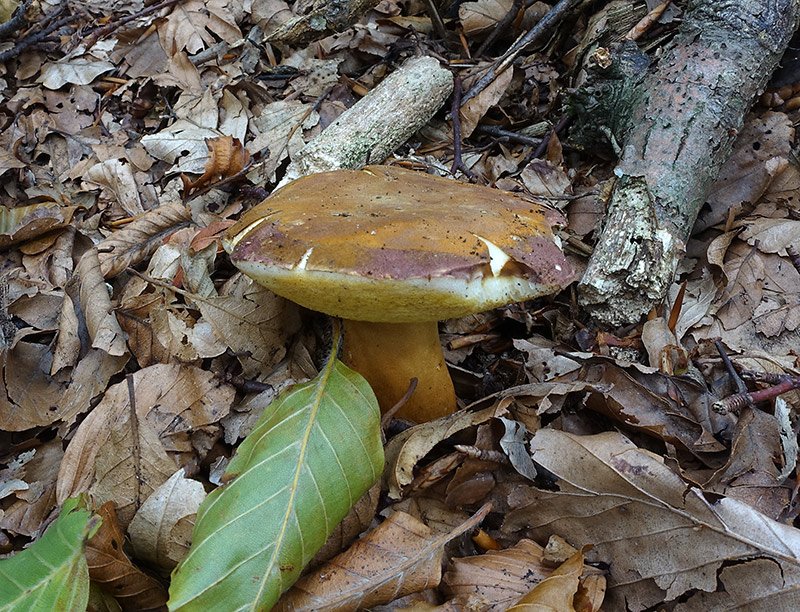 18 08 Toscana Tutor Alessandro Pagina 5 Funghi Trovati Anno 18 Funghi In Italia Fiori In Italia Forum Micologia E Botanica