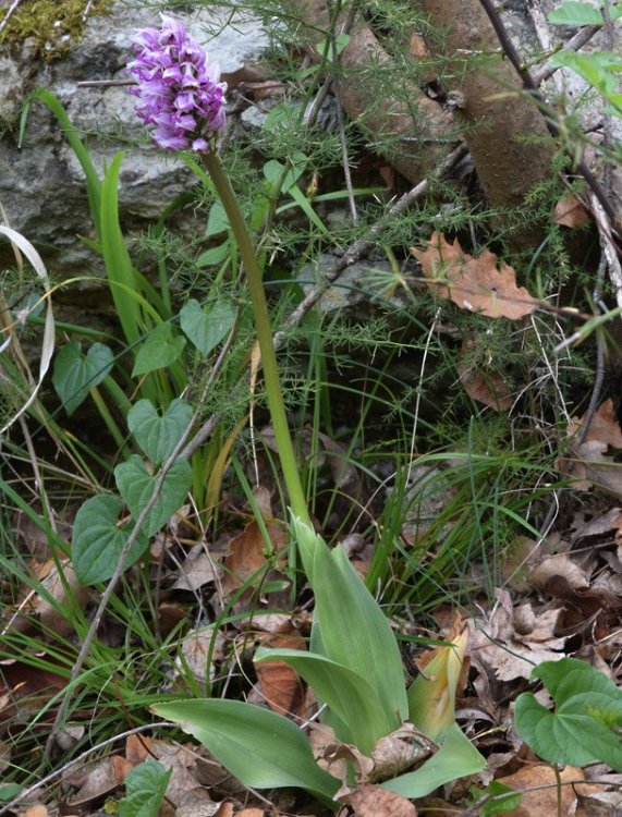 Orchis simia Lam. 4.jpg