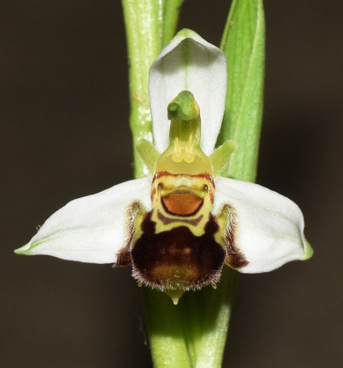 Ophrys apifera Huds. 1762. 1.jpg