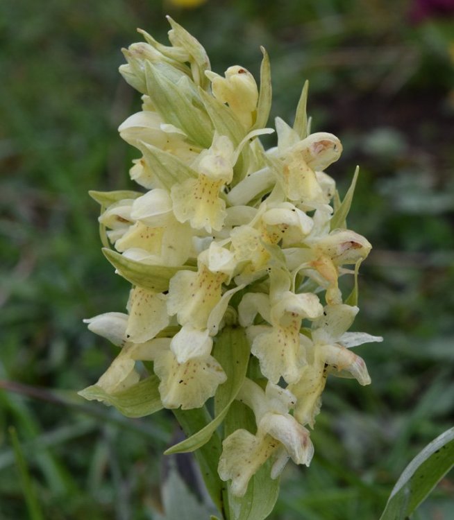 Dactylorhiza sambucina (L.) Soò 1962. 4.jpg