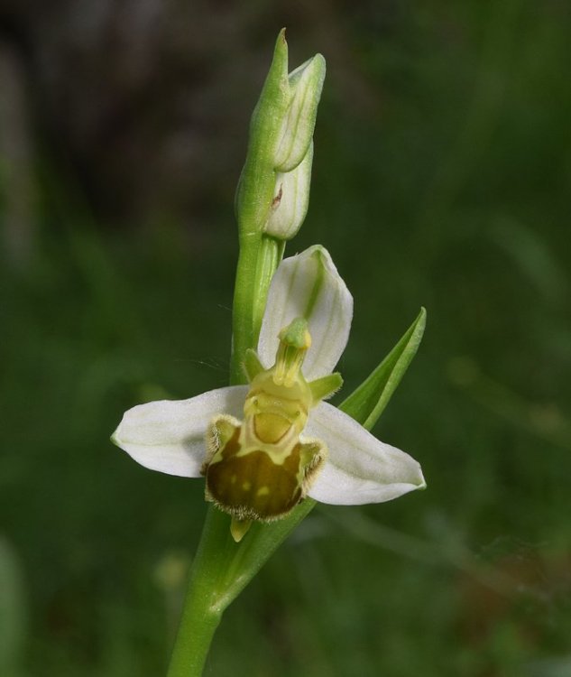 Ophrys apifera Huds. 1762. 8.jpg