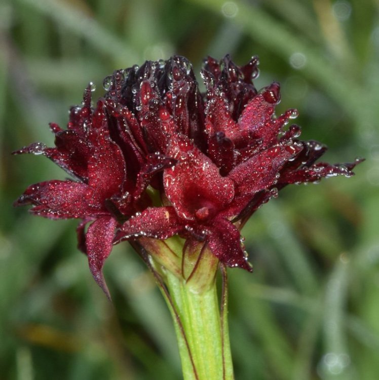 Nigritella nigra subsp. austriaca. 4.jpg