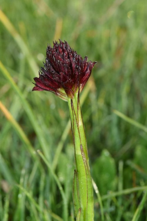 Nigritella nigra subsp. austriaca. 1.jpg