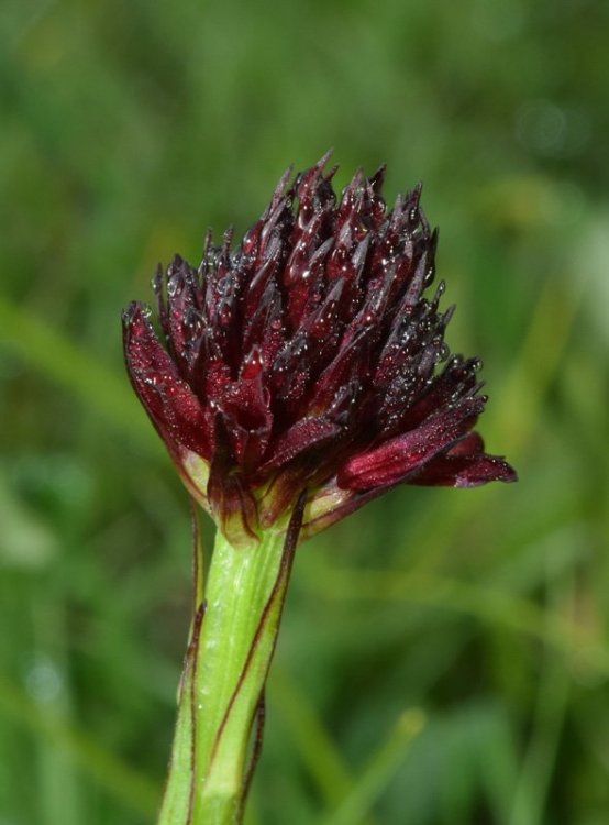 Nigritella nigra subsp. austriaca. 2.jpg