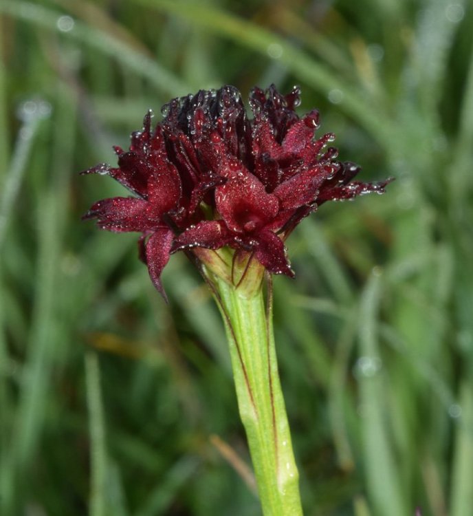 Nigritella nigra subsp. austriaca. 3.jpg