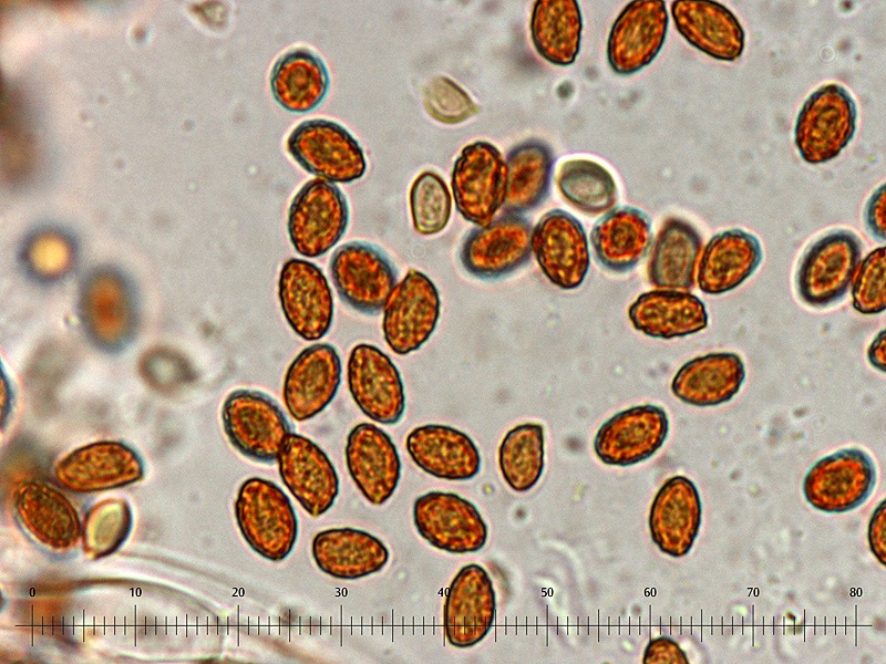 Gymnopilus stabilis 14 Spore 1000x L4_u.jpg